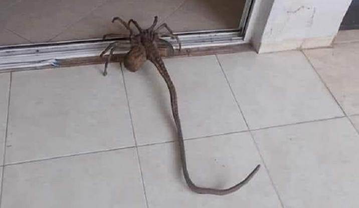 Αράχνη με… εξωγήινη όψη εμφανίστηκε στα Τρίκαλα