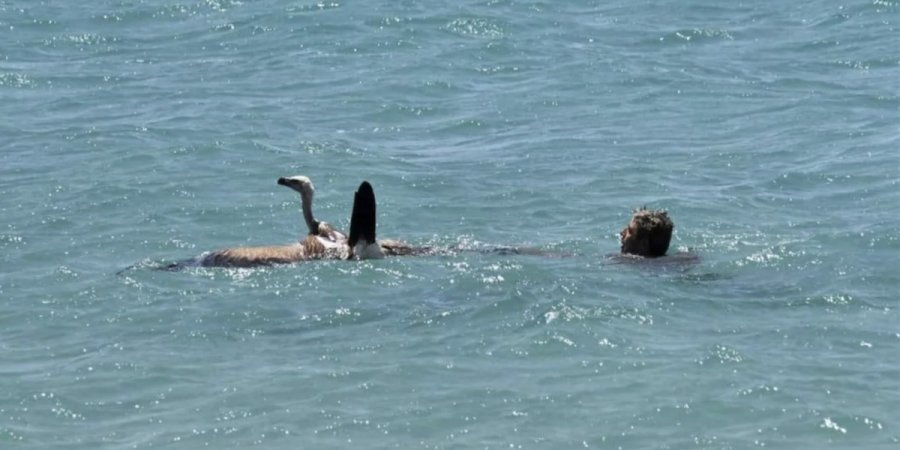 Κρήτη: Γύπας παραλίγο να πνιγεί στη θάλασσα -Τον έσωσε λουόμενος κα βαπτίστηκε… «Μαθιός»