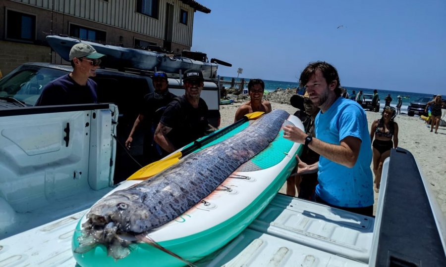 «Προάγγελος της καταστροφής»: Επανεμφανίστηκε το ψάρι «προμήνυμα» μεγάλων σεισμών